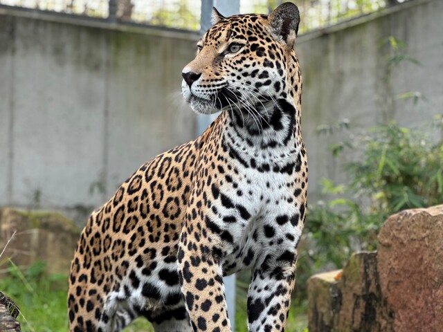 One of the significant births for the carnivore department - Rojo the jaguar
