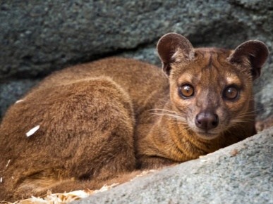 Picture of a fossa